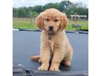 Golden Retriever Puppy for sale in Kemp, TX, USA
