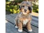 Mutt Puppy for sale in Roscoe, SD, USA