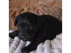 Mutt Puppy for sale in Ladysmith, WI, USA