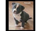 Mutt Puppy for sale in Erie, KS, USA