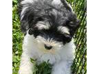 Havanese Puppy for sale in Miami, OK, USA