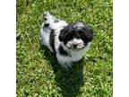 Havanese Puppy for sale in Miami, OK, USA