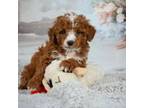 Poodle (Toy) Puppy for sale in Newport Beach, CA, USA