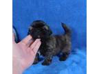 Shih Tzu Puppy for sale in Sanford, NC, USA