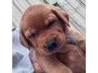 Labrador Retriever Puppy for sale in Bluff Dale, TX, USA