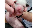 Mutt Puppy for sale in Wichita, KS, USA