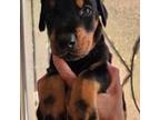 Doberman Pinscher Puppy for sale in Brooksville, FL, USA