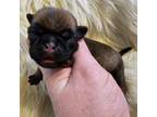 Pug Puppy for sale in Upland, IN, USA