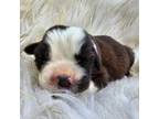 Saint Bernard Puppy for sale in Upland, IN, USA