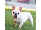 French Bulldog Puppy for sale in Atlanta, GA, USA