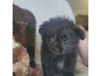 Pomeranian Puppy for sale in Greenwood, WI, USA