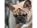French Bulldog Puppy for sale in San Pablo, CA, USA