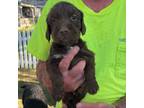 German Wirehaired Pointer Puppy for sale in Smith Center, KS, USA