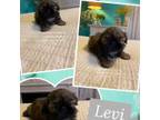 Shih Tzu Puppy for sale in Nashville, TN, USA