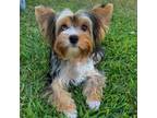 Yorkshire Terrier Puppy for sale in Lighthouse Point, FL, USA
