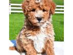 Miniature Labradoodle Puppy for sale in Dundee, OH, USA
