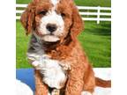 Miniature Labradoodle Puppy for sale in Dundee, OH, USA
