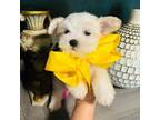 Maltese Puppy for sale in Baytown, TX, USA