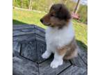 Bearded Collie Puppy for sale in London, KY, USA