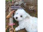 Maltese Puppy for sale in San Diego, CA, USA