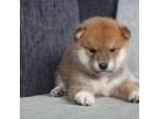 Shiba Inu Puppy for sale in Wilmot, OH, USA