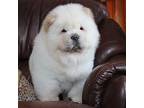 Chow Chow Puppy for sale in Wilmot, OH, USA