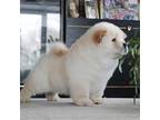 Chow Chow Puppy for sale in Wilmot, OH, USA