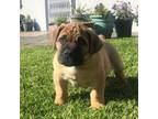 Boerboel Puppy for sale in Wilmot, OH, USA