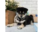 Shiba Inu Puppy for sale in Wilmot, OH, USA