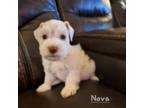 Schnauzer (Miniature) Puppy for sale in Lincolnton, NC, USA