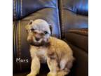 Schnauzer (Miniature) Puppy for sale in Lincolnton, NC, USA