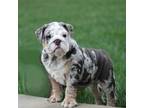 Bulldog Puppy for sale in Ephrata, PA, USA