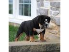 Bulldog Puppy for sale in Ephrata, PA, USA