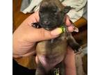 Chow Chow Puppy for sale in Bronx, NY, USA