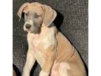 Great Dane Puppy for sale in Pound, VA, USA