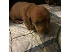 Dachshund Puppy for sale in Star Prairie, WI, USA