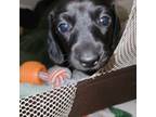 Dachshund Puppy for sale in Star Prairie, WI, USA
