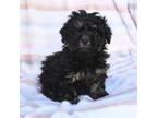 Poodle (Toy) Puppy for sale in Bear, DE, USA