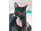 Wilson (Purrfect Day Cafe) Domestic Shorthair Adult Male