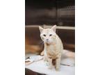 72626a Elbows-Pounce Cat Cafe Domestic Shorthair Adult Male