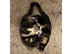 Lily Domestic Shorthair Kitten Female
