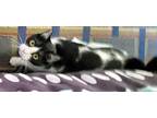 Princess Spotify-foster Needed, Domestic Shorthair For Adoption In Sussex