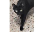 Olivia, Domestic Shorthair For Adoption In Tampa, Florida