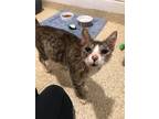 Starfire, Domestic Shorthair For Adoption In Munster, Indiana
