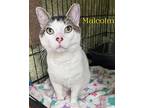 Malcolm, Willow Grove Pa (fcid # 03/26/2024-34), Domestic Shorthair For Adoption