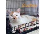 Dudley, Willow Grove, Pa (fcid 03/27/2024-14), Domestic Shorthair For Adoption