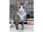 Bandit, Willow Grove Pa (fcid# 04/04/2024-114), Domestic Shorthair For Adoption