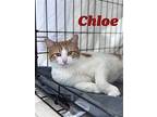 Chloe, Willow Grove Pa (fcid# 03/29/2024-111), Domestic Shorthair For Adoption