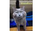 Smokee Dlh Willow Grove, Pa (fcid 03/28/2024-11), Domestic Longhair For Adoption