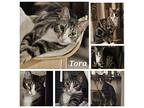 Tora (fcid# 01/15/2024 - 6) C, Domestic Shorthair For Adoption In Greenville
